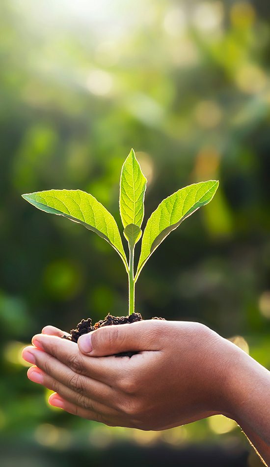 hand children holding young plant with sunlight on green nature background. concept eco earth day